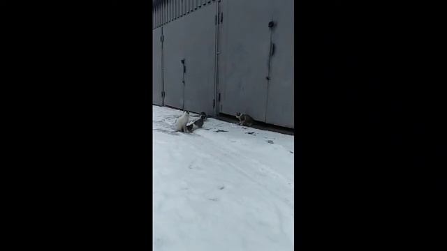 Мое утро зимой💕🌨 смотреть онлайн