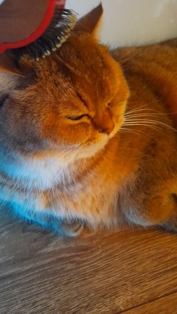 Из Симбиной шерсти можно сделать что угодно😸 #кошки #shorts смотреть онлайн