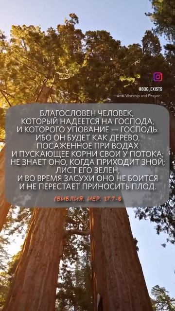 Иер. 17:7-8 смотреть онлайн