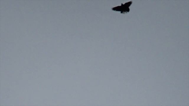 Полеты голубей 15.09.2019 ч.2 смотреть онлайн