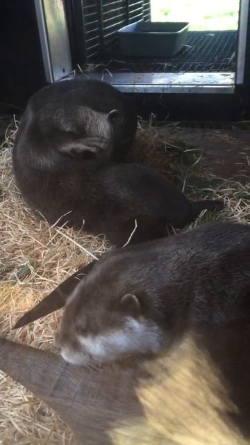 Otters waking up for a new day! смотреть онлайн