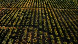 Сады Придонья