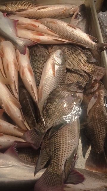 #nabimuhammad #shorts #hugefish #fishingshorts #fishing #fish смотреть онлайн