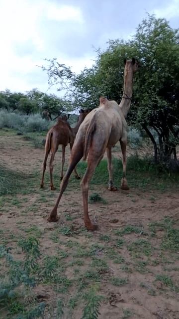 big beautiful Camel 🐪🐪 with cute baby Camel ridding movements #desertvillagelife #cuteanimal смотреть онлайн