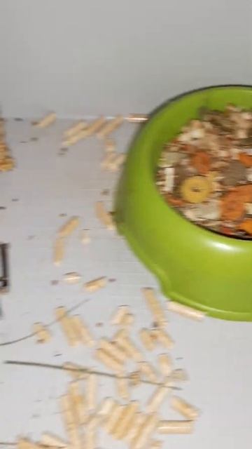 КАК УХАЖИВАТЬ ЗА КРОЛИКОМ? СОДЕРЖАНИЕ КАРЛИКОВОГО КРОЛИКА | ЧТО НУЖНО ДЛЯ КРОЛИКА? ВЕЗУЧАЯ АНАСТАСИ смотреть онлайн