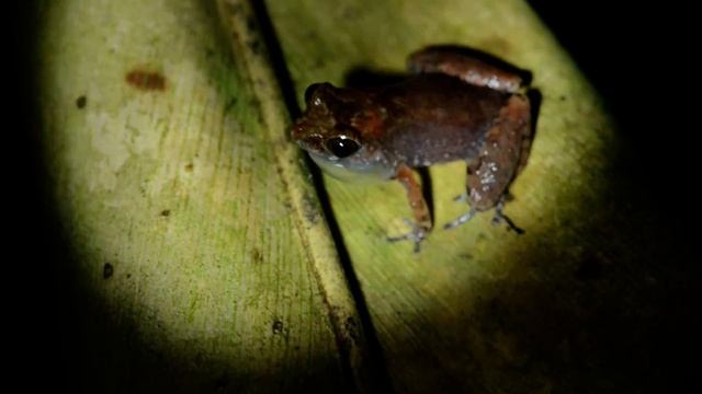 Small frog from lower montane forest of Borneo смотреть онлайн