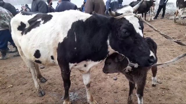 ФАРГОНА ЁЗЁВОН МОЛ БОЗОРИ  FARGONA YOZYOVON MOL BOZORI