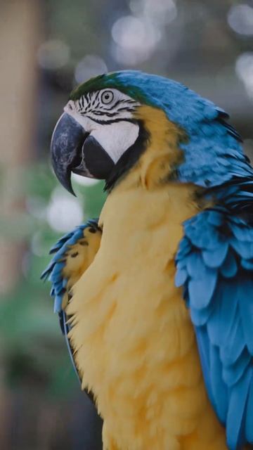 BLUE AND YELLOW PARROT | #shorts #viral #trending #youtubesource #ytshorts #youtubeshorts смотреть онлайн