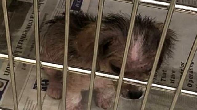 Чудесное преображение щеночка, о котором совсем не заботились смотреть онлайн