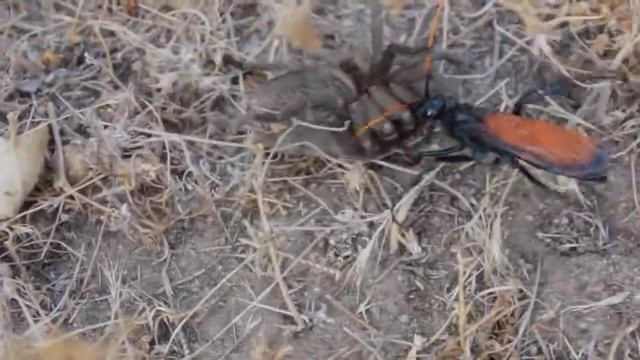 Tarantula Hawk Wasp смотреть онлайн