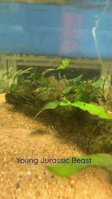 #young #jurassic #beast #livingfossil #realdinosaur #ancient #dinosaur #giant #salamander смотреть онлайн