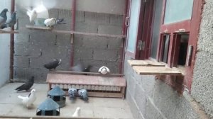 Высоколётные голуби.