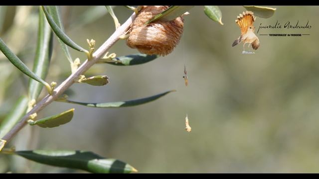 *ooteca" de mantis смотреть онлайн