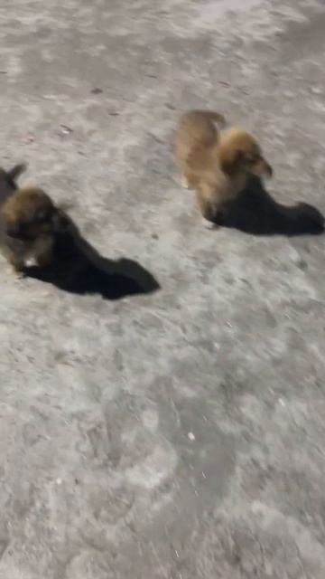 #automobile #lovemusic #foryou #kpk #puppies #dogs #dogshorts #viralvideo #millionviews смотреть онлайн