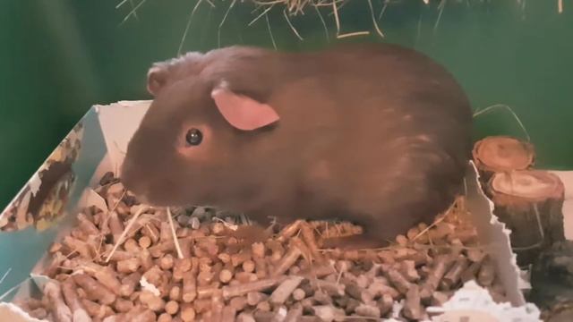 Новая клетка у Паци 🎊🎉🎐 смотреть онлайн