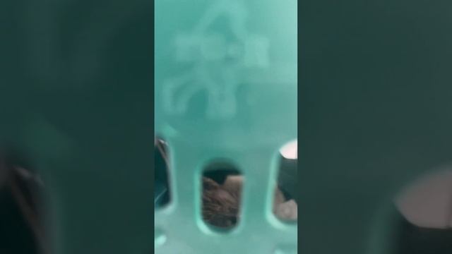 #linnet breeding #faneto #albania #pardillo #linotte #bird #linaria cannabina #nest #tak tak #love смотреть онлайн