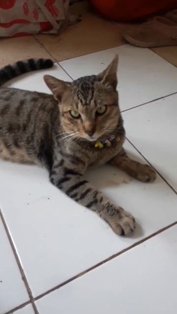 #shorts kucing mika lucu suka di foto juga смотреть онлайн