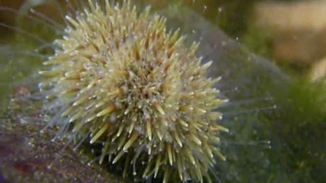 Exploring Echinoderms смотреть онлайн