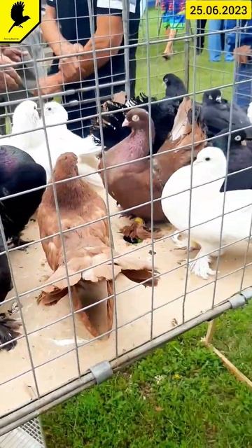 Статные голуби на выставке в Барнауле #домашнииголуби #birds #pigeons #pigeonlover #pigeon #русские смотреть онлайн