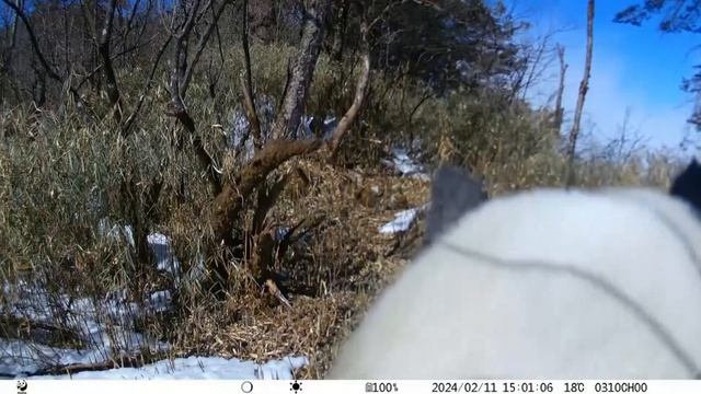 Wild giant pandas discover hidden cameras in SW. China смотреть онлайн