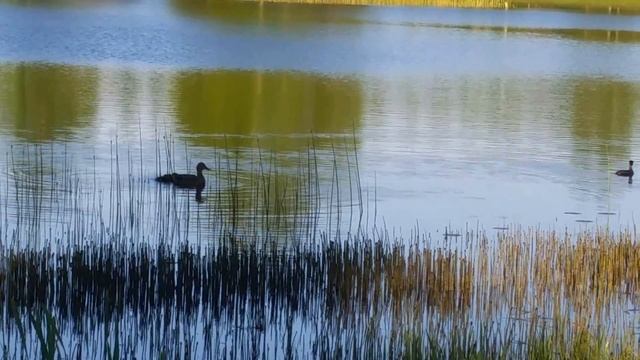 Утка с выводком. Türi järv 18.05.16. смотреть онлайн