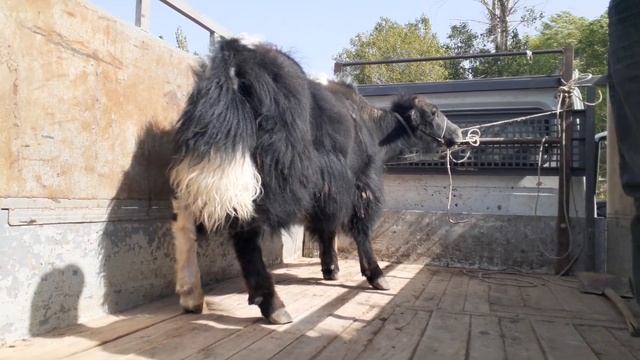 Ак-Талаа району, Кара-Бургон айылы. Молдобасан атындагы орто мектеби. 20 жылдык. смотреть онлайн