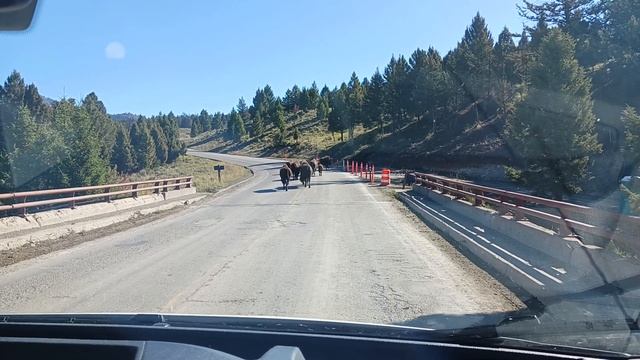 Yellowstone Bison Part 2 9/16/23 смотреть онлайн