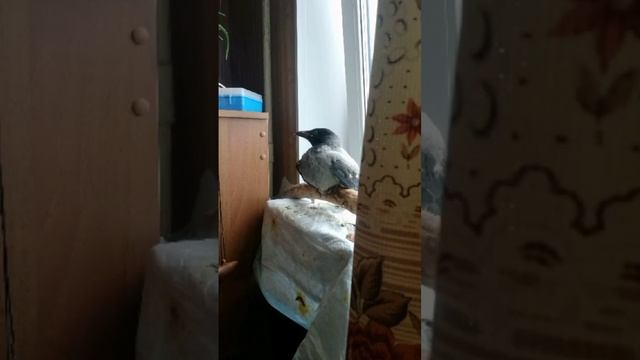 Вот такого нашли вороненка смотреть онлайн