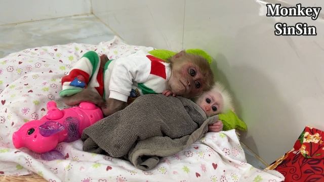 Dad Surprised By Monkey SinSin's Smart Actions Caring For Poor Baby Monkey ZiZi смотреть онлайн
