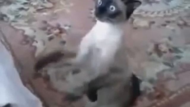 Вот так переживает кот за Россию! смотреть онлайн