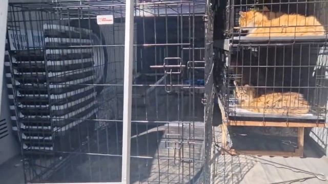 Котомобиль перед рейсом смотреть онлайн