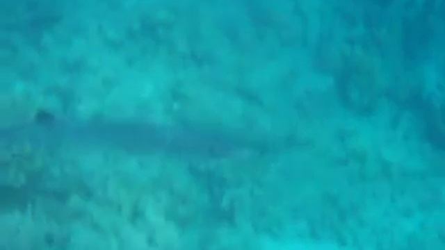 Барракуда смотреть онлайн