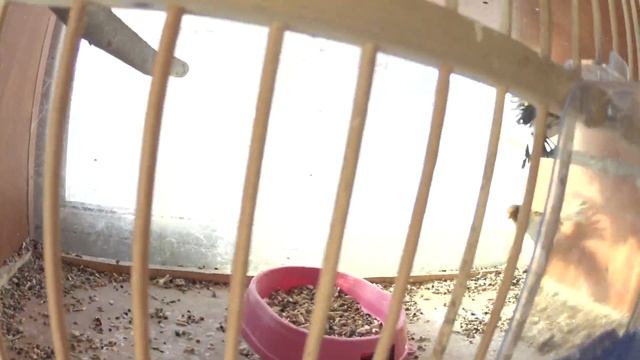 после первого неудачного выезда половить птичек решил заехать к Виктору в гости смотреть онлайн