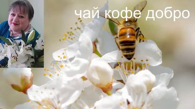 Стрим+Бот ,знакомство общение смотреть онлайн