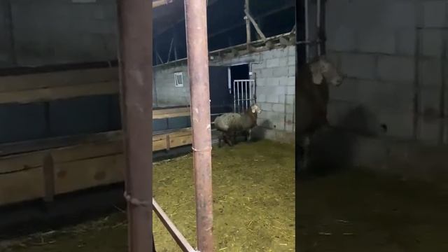 Сатылды смотреть онлайн