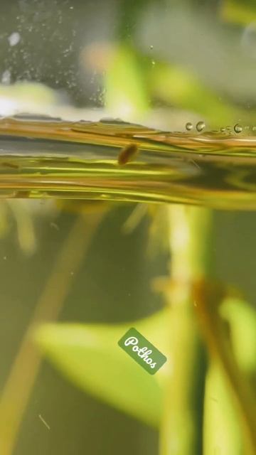 Cute baby bladder snails ~3 days old - relaxing - soft talking - aquarium plants смотреть онлайн