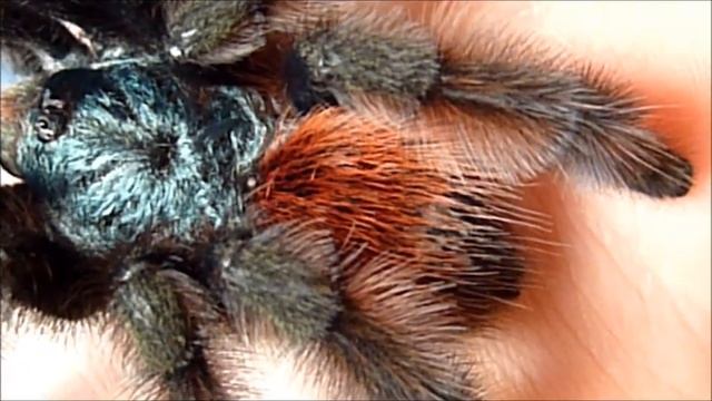 Tarantula heartbeat filmed - A. versicolor "Sylva" смотреть онлайн