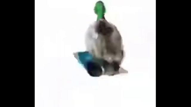 Утка кружится под аристократическую музыку 18 века смотреть онлайн