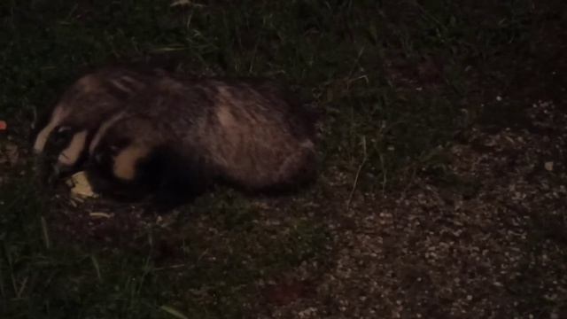 К нам опять пожаловали #барсуки смотреть онлайн