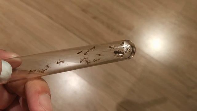 Yellow Crazy Ants (Anoplolepis gracilipes) смотреть онлайн