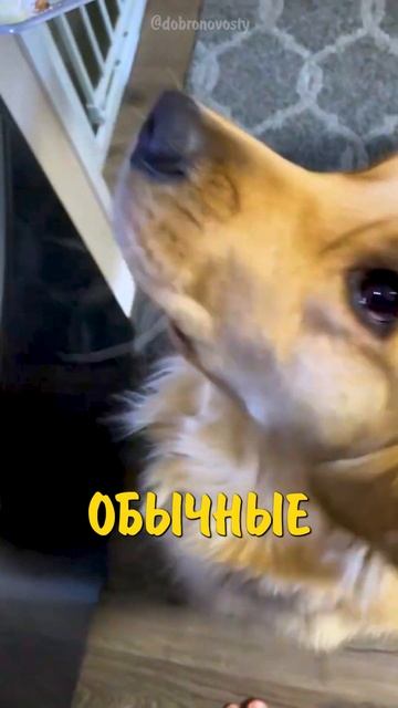 НЕОБЫЧНОЕ ЛАКОМСТВО ДЛЯ СОБАКИ 🐶 #истории #собака #животные #новости смотреть онлайн