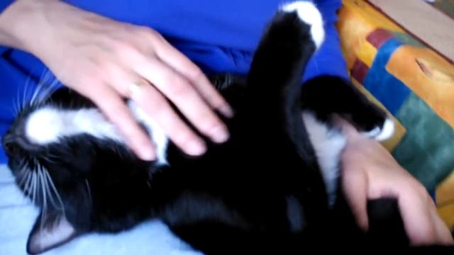 Соскучился по хозяйке кошарик... смотреть онлайн