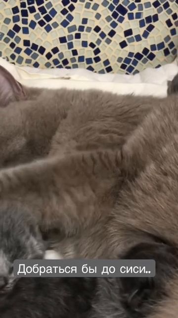 Котята 1 день. Котики маленькие 😻😻😻 смотреть онлайн