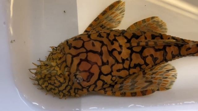 Wild Ancistrus L519 Kiefner (2) Bolivia Rio Itenez, Close-up Big Male!