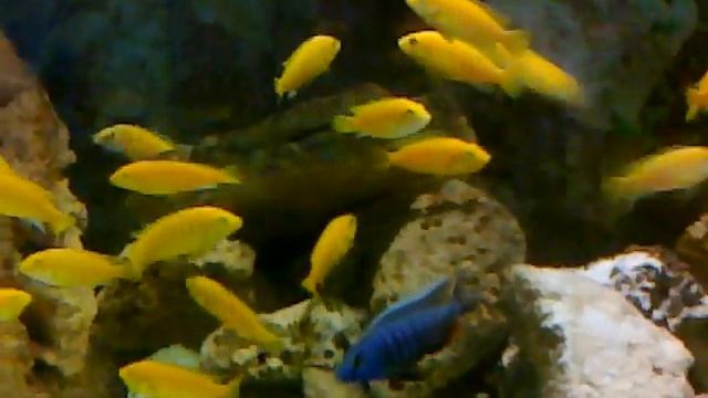 Labidochromis caeruleus смотреть онлайн