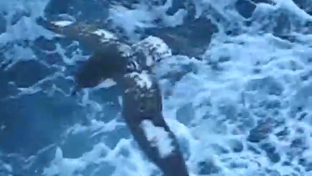 Cape Petrel playing in the Wind смотреть онлайн