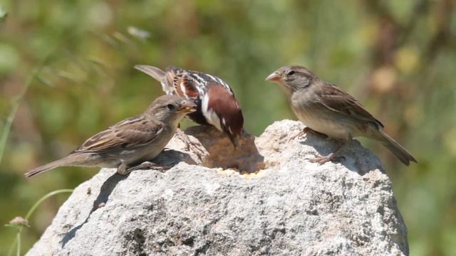 Passero sardo mentre nutre i suoi piccoli смотреть онлайн