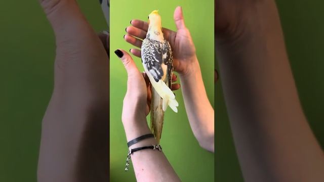 «Кореллы от заводчицы Дарьи ( Данечка).» Щекастый пёстро-перловый выкормыш Корелл смотреть онлайн