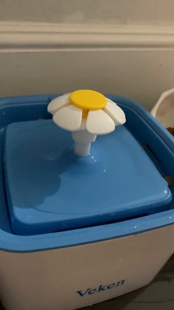 Feeding My Cat Dinner #ragdollcats смотреть онлайн