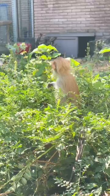 Обогащение среды красных мартышек! 🐒 смотреть онлайн